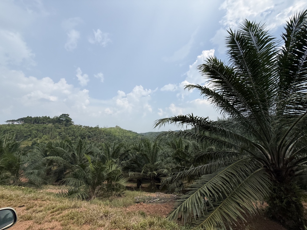Palm Oil Plantation